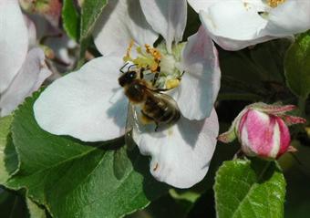 Las abejas polinizan las flores del manzano