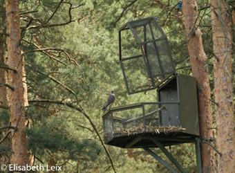 Negli anni '70. i falconieri svilupparono l'allevamento e il rilascio per ripristinare popolazioni di rapaci, qui un albero per la nidificazione dei falchi pellegrini.