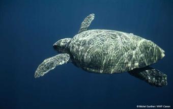 Caretta caretta (Tortue caouanne) est intéressante car c'est une espèce très ancienne et de grande longévité