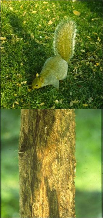 Młody buk (powyżej), z usuniętą przez szare wiewiórki korą na pniu nie przetrwa.