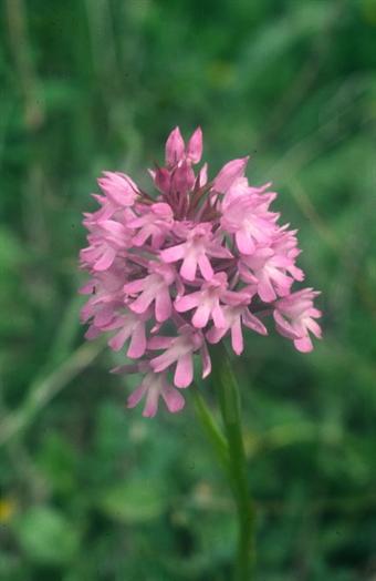 Luční orchideje často mizí kvůli vysekávání okrajů cest, mohou však být obnovené z místních zdrojů.