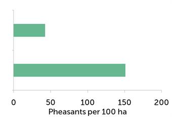 Tavallisten fasaanien lukumäärä 100:aa hehtaaria kohden syksyllä ennen hoitamisen aloittamista (ylhäällä) ja hoitamisen sekä riistanhoidon aloittamisen jälkeen (alhaalla)