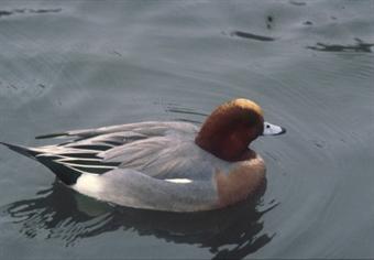 A zona húmida é o habitat ideal para patos que se alimentam à superfície