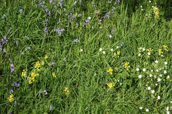 Wegbermen kunnen prima leefgebieden zijn voor wilde bloemen mits ze passend worden beheerd.