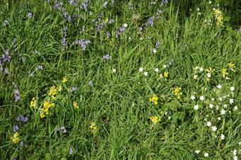 Le bord des routes peut devenir un bon environnement pour les fleurs sauvages s'il est suffisamment bien géré.