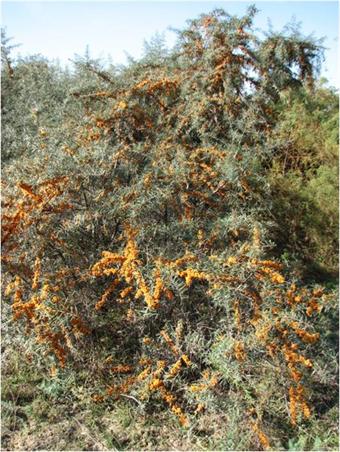 Το θαλάσσιο buckthorn παράγει κίτρινα μούρα σε αφθονία