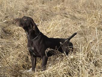 Een staande hond op proef bij Zadar in Kroatië.