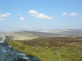 Moorland on Langholm Estate is managed for red grouse and hen harriers