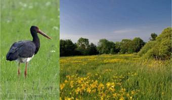 A black-stork, and a meadow with day-lilies at Nemesnép