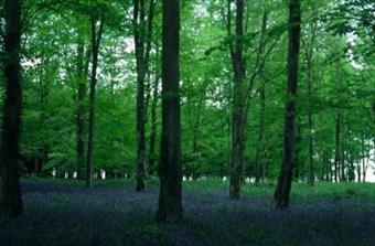 Une plantation de hêtres de 50 ans