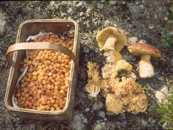 Fruit en paddestoelen als Niet hout bosproducten in Zweden