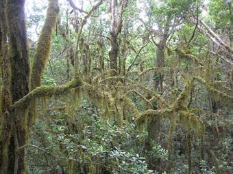 Laakerilehtojen suojelualue La Gomeran seudulla on vanha elinympäristö ja tärkeä myös vesivarantojen kannalta