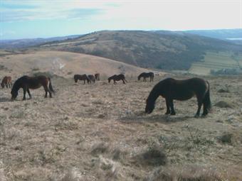 Horses managing heathland