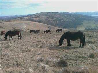 Gestion des landes par des chevaux