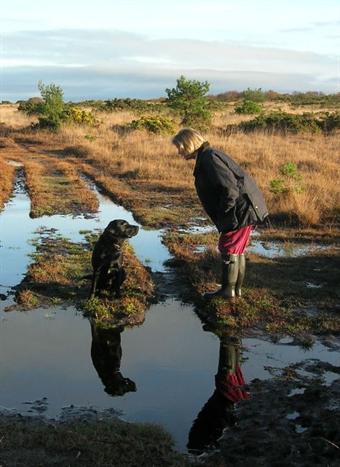 Semi-natural habitats can be important for dog-walking