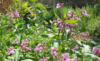 La Balsamine de l'Himalaya (Impatiens gladulifera) se répand facilement le long des cours d'eau et déplace la flore indigène; la Renouée du Japon (Fallopia japonica) à l'arrière-plan à gauche (cliquer sur l'image pour l'agrandir, ← pour retourner à la page initiale) est également considérée comme une espèce envahissante.