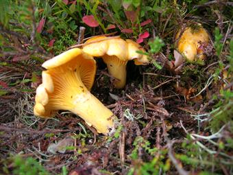 Are chantarelles Europe's best loved fungi?