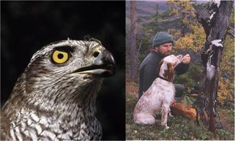 UNESCO erkent valkerij, met roofvogels zoals deze getrainde havik, als cultureel erfgoed