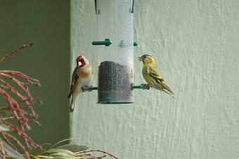 Feeding can replace lost habitat for finches