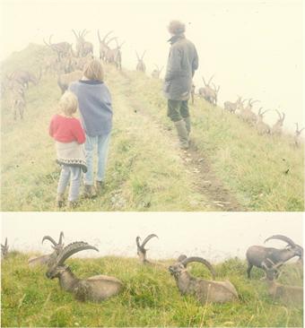 Das Wandern (in den Alpen) kann Ihnen wunderbare Naturerfahrungen bringen