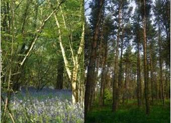 Европейската гора създава различни местообитания за дивите растения и животни
